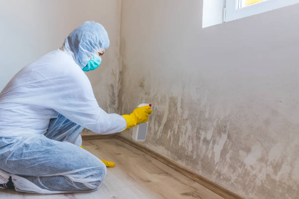 Licensed Commercial Mold Remediation service in Bridgeport, PA - WQB Mold Removal
